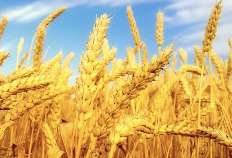 Әлемде астық өндірісі рекордтық деңгейге жетеді
