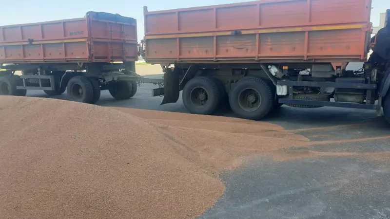 20 тоннадан астам астық ұрлығы ашылды 