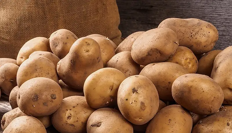 Картоптан «зебра чип» бактериялық жұқпалы ауруы анықталды