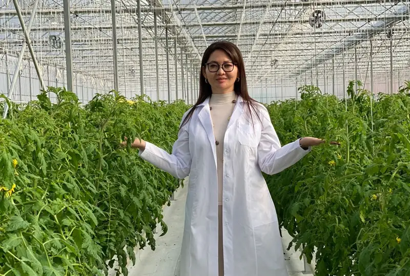 Гүлдана Кемелбекқызы: 1 гектардан жыл сайын 300 тонна қызанақ алуға болады