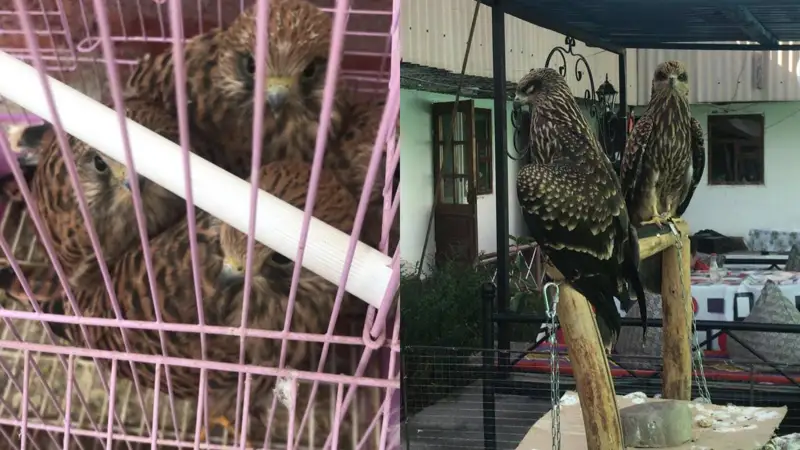 Шайхана иесі жыртқыш құстарды заңсыз торда ұстаған 