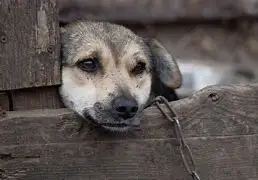 Жануарларға қатыгездік жасағандар 2 жылға сотталуы мүмкін 