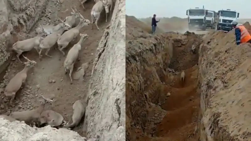 Орға түскен киіктердің видеосы тарады