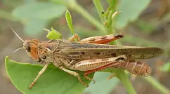 Оңтүстікте Мароккалық шегірткенің таралу ошақтары анықталды 