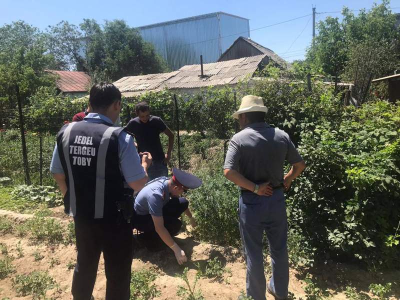 Талдықорған тұрғынынан есірткі заттары бар өсімдіктің 80 бұтасы тәркіленді 