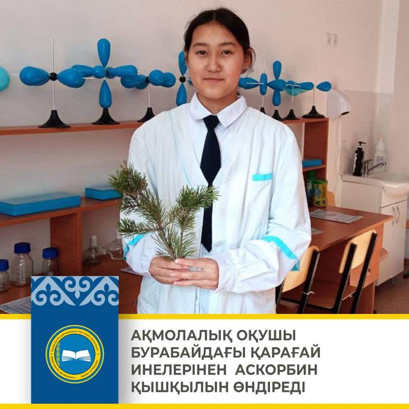 Ақмолалық оқушы Бурабайдағы Қарағай инелерінен аскорбин қышқылын өндіреді