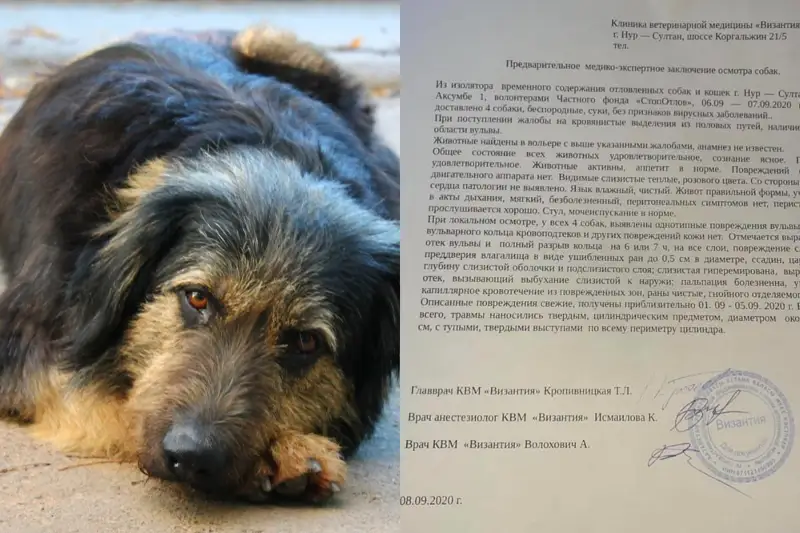 Нұр-Сұлтанда иттерді зорлап жүрген кім?