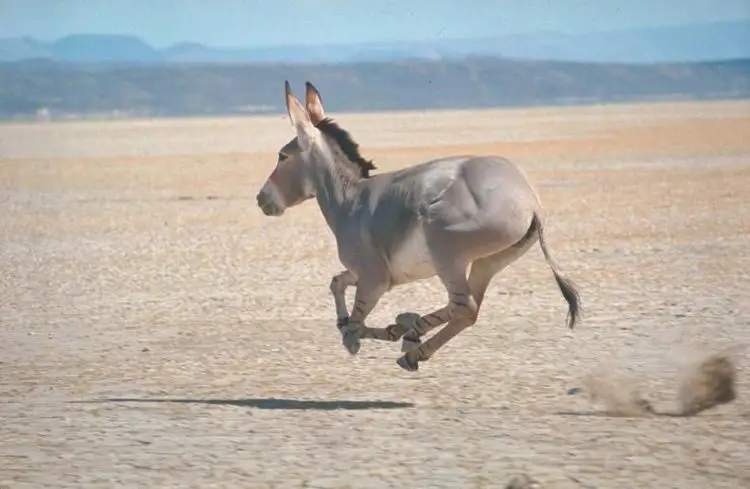 Наурыздан бастап есек союға тыйым салынды