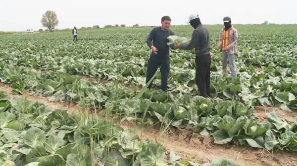 Орамжапырақты экспорттауға тыйым салынған