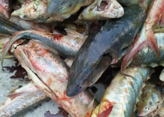 Атыраулық тұрғын пара ретінде қызыл балық ұсынған