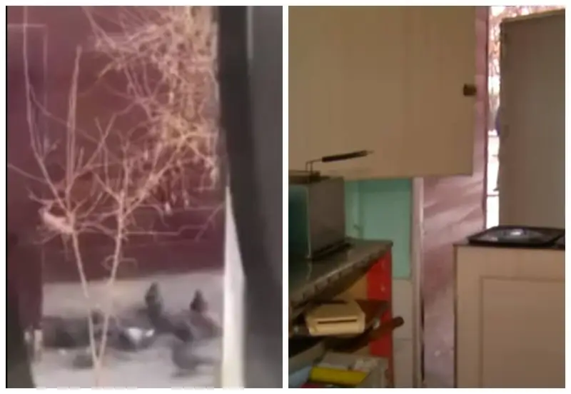 Кептердің еті қосылған: Алматыда самса жасайтын аспаздың қылығы желіні дүрліктірді