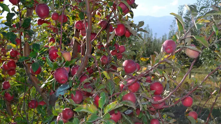 2 мың гектар алқапқа алма егіледі