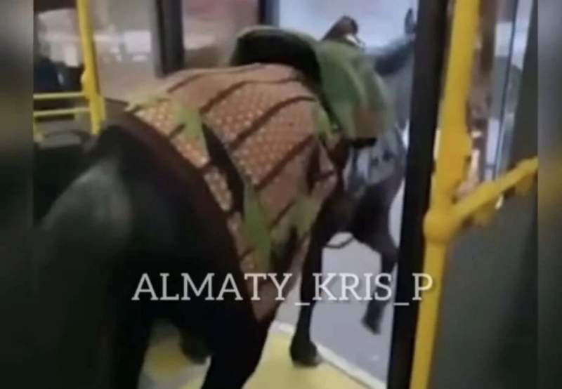 Алматыда қоғамдық көлікке атпен кірген азамат жауапкершілікке тартылды
