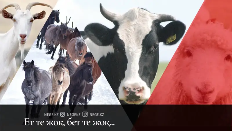 Қазақ еттен қалай қағылды?