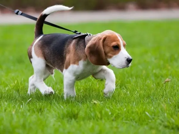 Жануарларға жауапкершілікпен қарау туралы заң жобасы әзірленбек