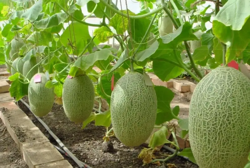 Алматы облысының бағбандары жылыжайда қауын өсіре бастады