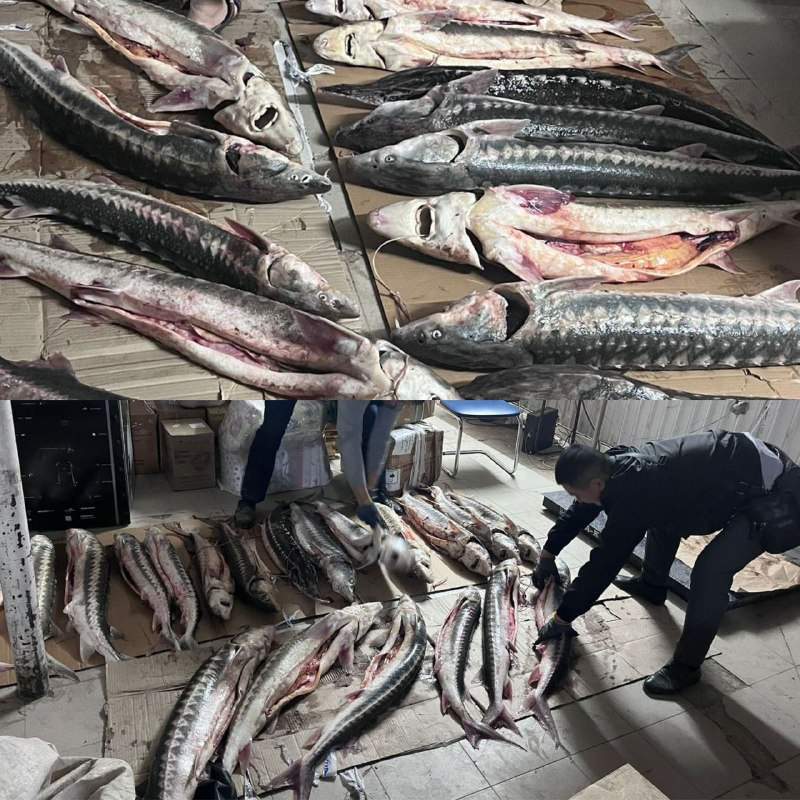 Маңғыстау полицейлері 200 келіге жуық бекіре балығын тәркіледі