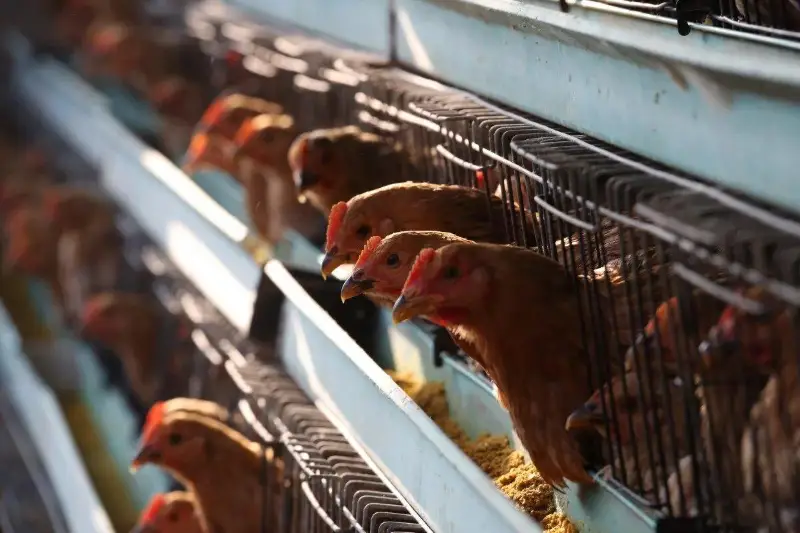 СҚО: 164 мың құс қырылды