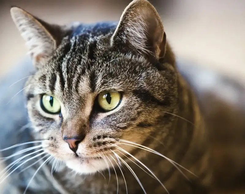 Семейде мысықты өлтірген ер адам сотталды