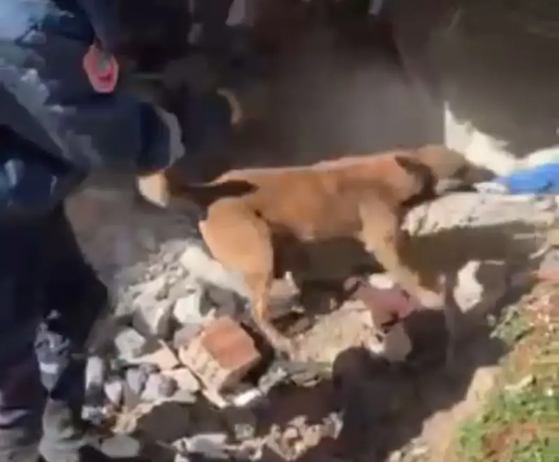 Түркияда қазақстандық құтқарушы иттің үйінділерден тірі адамдарды іздеген видеосы жарияланды