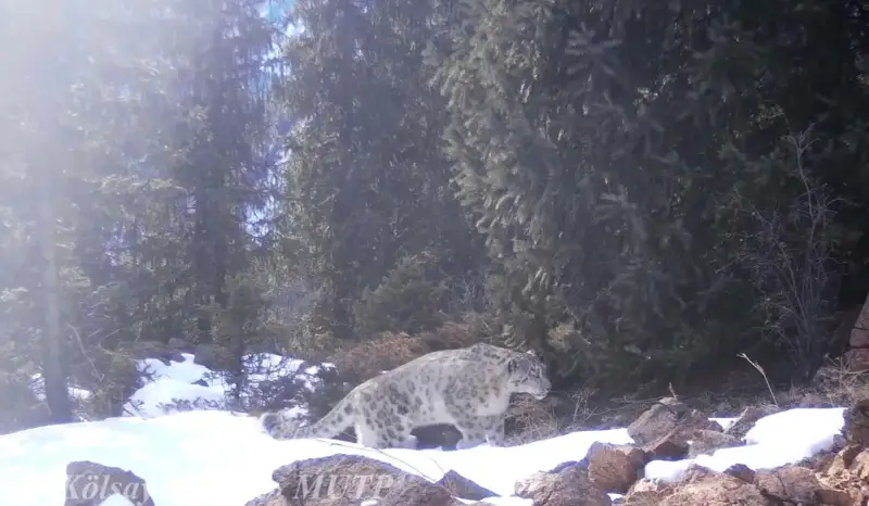 Көлсайда қар барысы бейнекамераға түсіп қалған