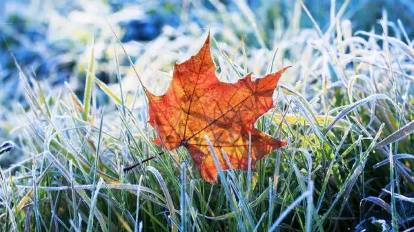 Бірнеше өңірде күн суытып, үсік жүреді