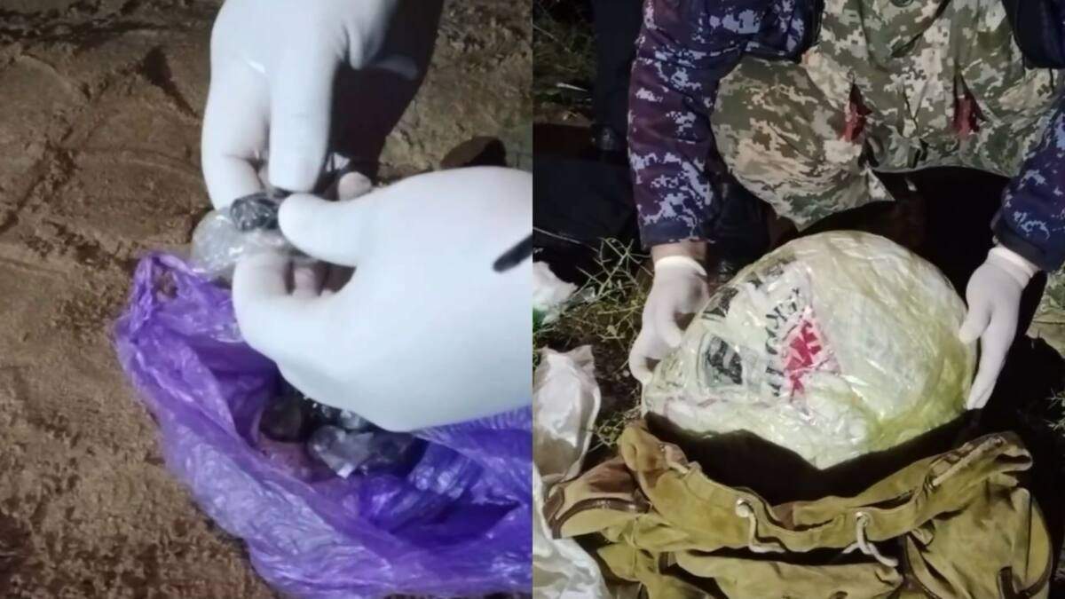 Жамбылдық тұрғын есірткі жинау үшін фазендада малшы болып жұмыс істеген 