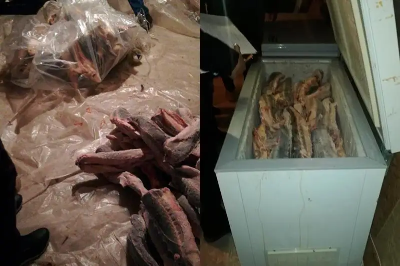 250 келі бекіре тәркіленді