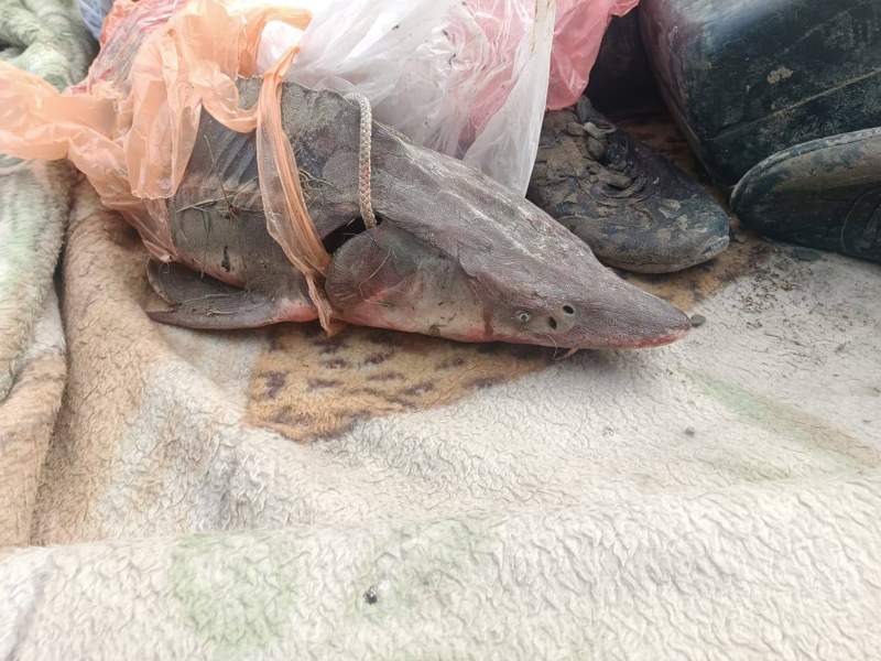 Талдықорған қаласының тұрғыны заңсыз балық аулағаны үшін қылмыстық жазаға тартылады  