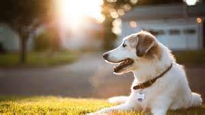 Ауылдастары итін жеп қойды