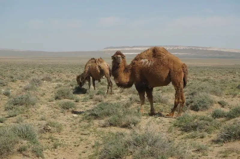 Танауқұрт ауруынан 30-дан астам түйе өлді