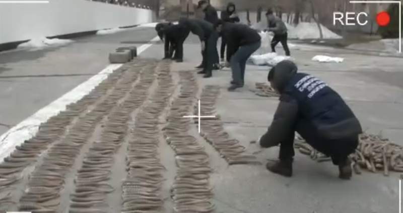 Атырауда 2,5 мың ақбөкен мүйізі тәркіленді