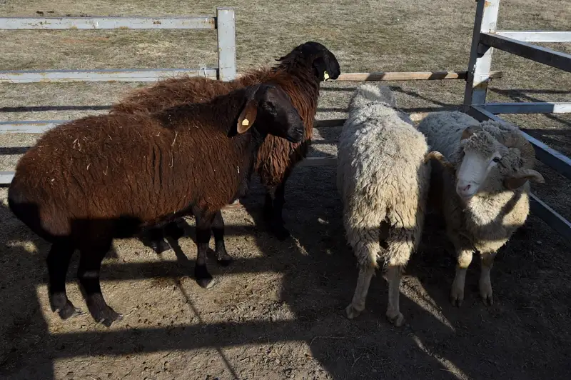 Шымкентте бір қора қой өртеніп кетті