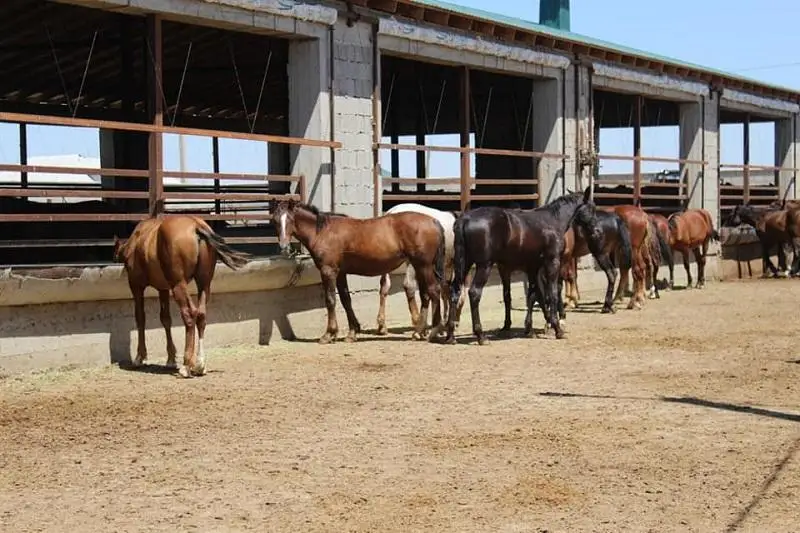 Жамбыл облысы: Төрт түлік саны 4 миллионнан асты