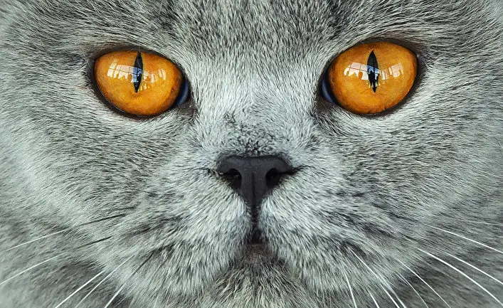 Вирус жануарларға жұға бастады