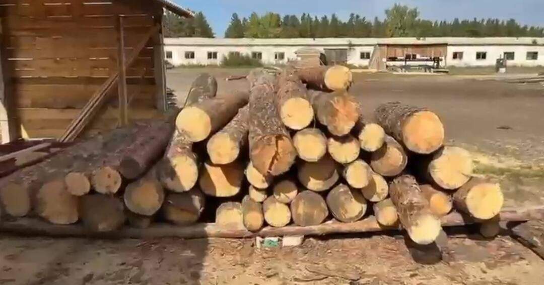 «Ертіс орманындағы» заңсыздықтар: Сотқа дейінгі тергеу жүргізіліп жатыр  
