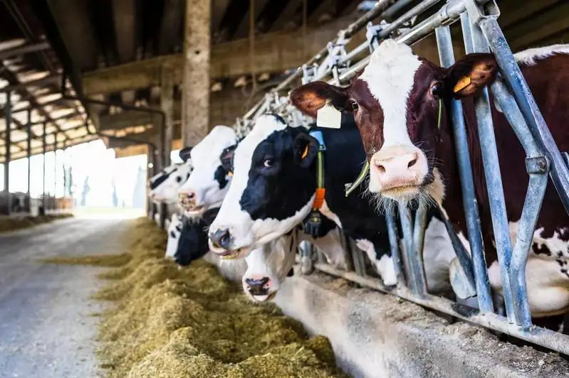 Биыл 22 ірі сүт-тауарлары фермасы өз жұмысын бастайды 