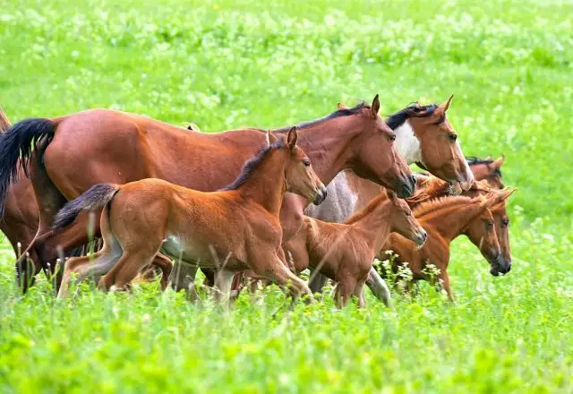 Қазақстанда жылқы саны көбейді