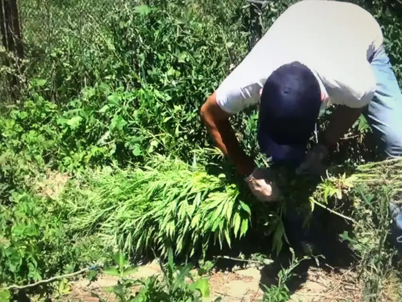 Алматы облысында ірі көлемде марихуана тәркіленді