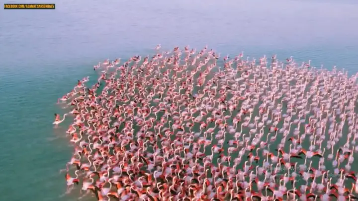 Қоқиқаздарды видеоға түсірген ақтаулыққа айыппұл салынуы мүмкін