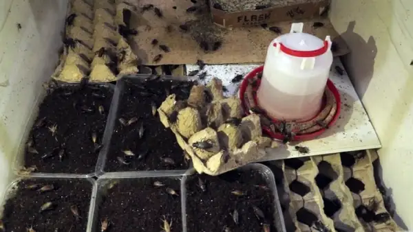 Қырғыздар шегірткеден ұн жасап жатыр