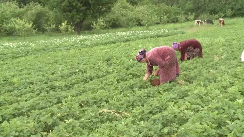 2 405 фермер мемлекеттен көмек алды