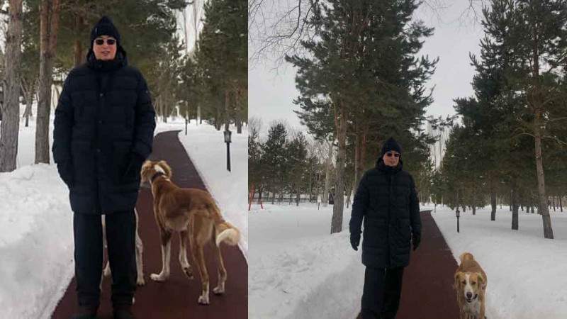 Тоқаевтың жанындағы тазы иттер кімдікі екені белгілі болды