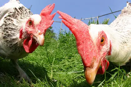 111 жасқа толған қария ұзақ өмір сүрудің құпиясын айтты