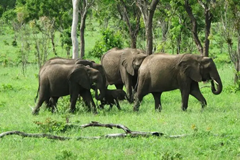 Зимбабведе пілдер белгісіз себеппен қырылып жатыр