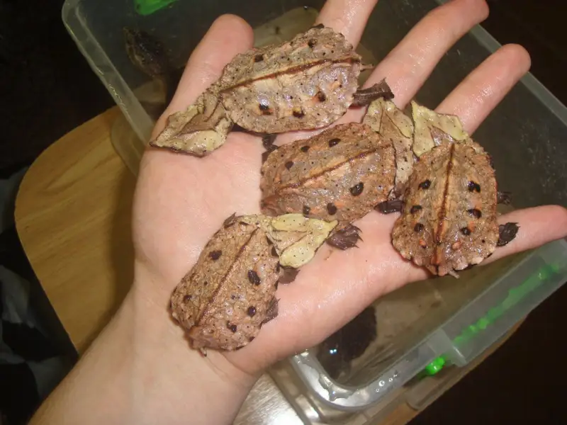 Тасбақа сатып байығысы келгендер ұсталды