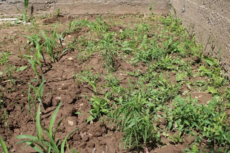 Сора егумен айналысқан күдікті ұсталды 