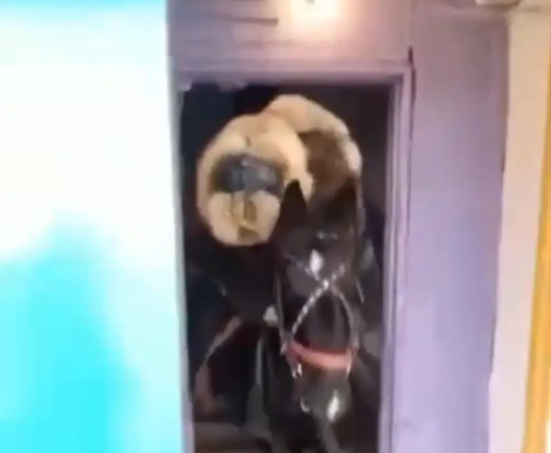 Атпен 5-қабатқа көтерілген қарағандылық ер адам қамалуы мүмкін