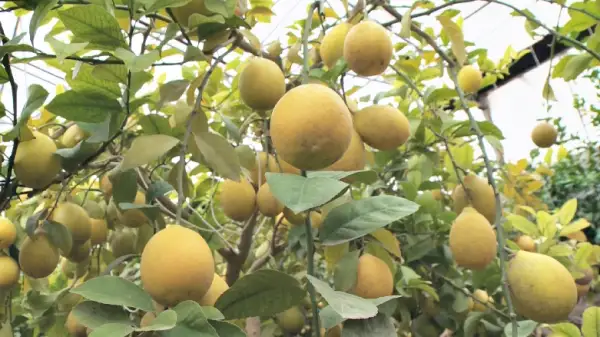 Түркістан облысында лимон өсірушілер қауымдастығы құрылмақ