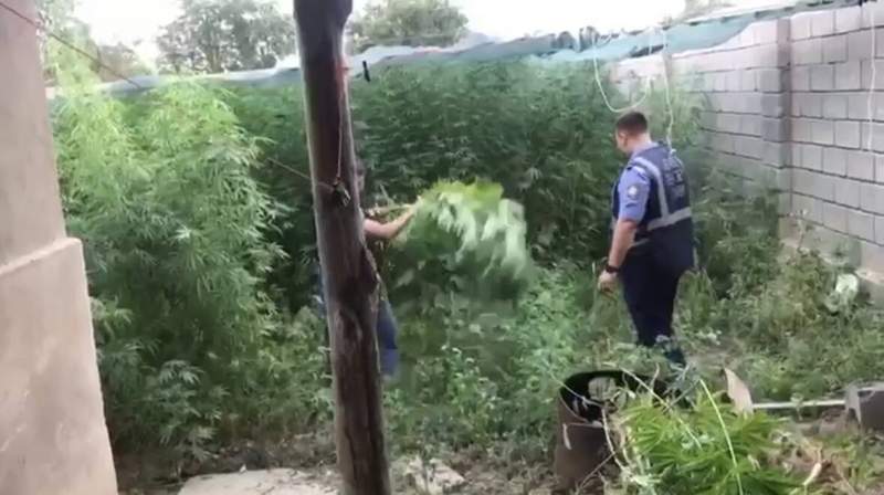 Жамбыл облысының полицейлері ауласында 2 тоннаға жуық есірткі өсірген азаматты анықтады